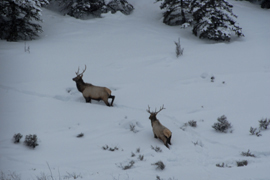 elk hunting in gunnison for elk